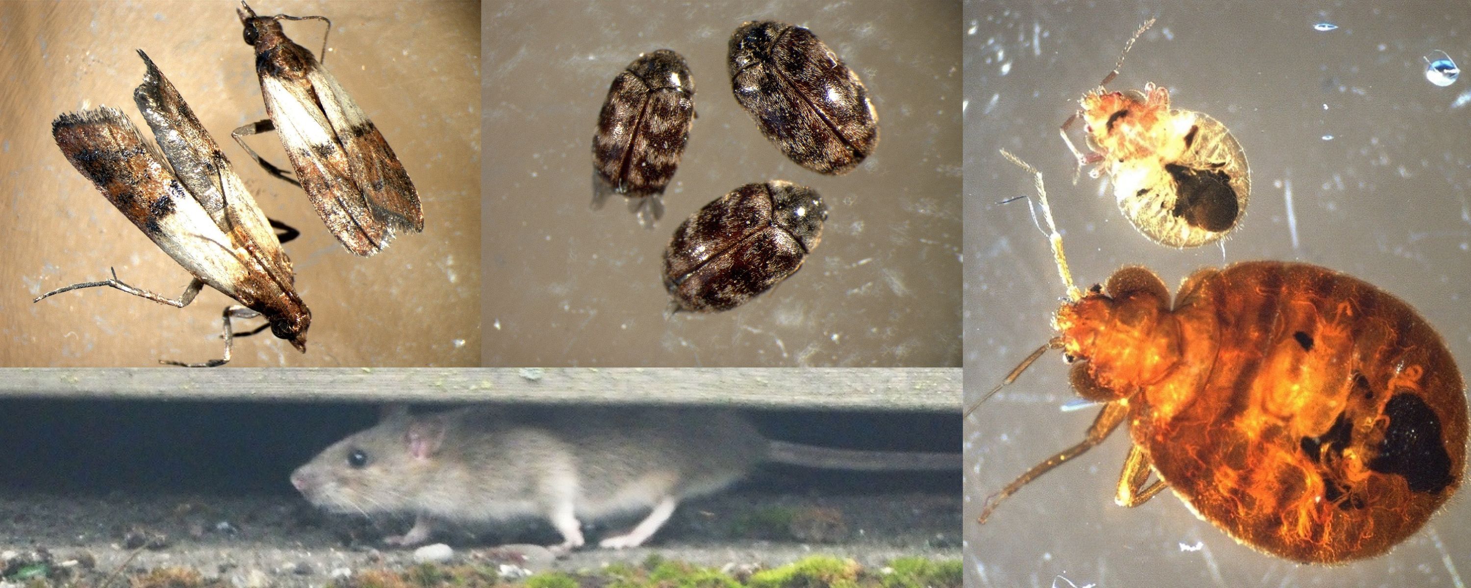 Verschiedene Schädlinge in Nahaufnahme: Motten, Käfer, Bettwanze und Maus